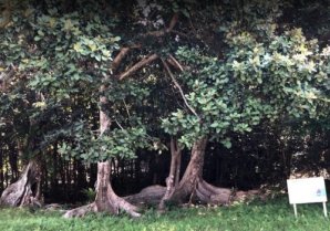 安波のサキシマスオウノキ｜国頭村・熱帯常緑広葉樹