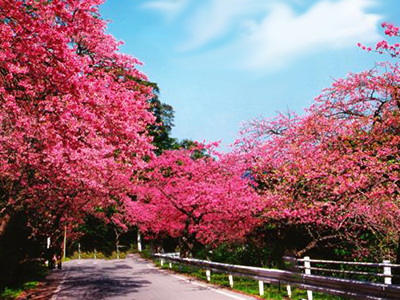 本部八重岳桜祭り