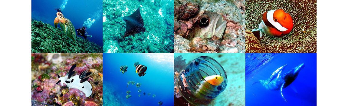 リフィーダイビングクラブ｜那覇市・マリンスポーツ・ダイビングライセンス取得