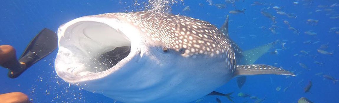 Marine Joint｜北谷町・ダイビング