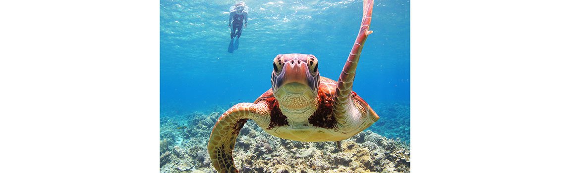 ディーズパルス沖縄｜那覇市・ダイビング・シュノーケリング