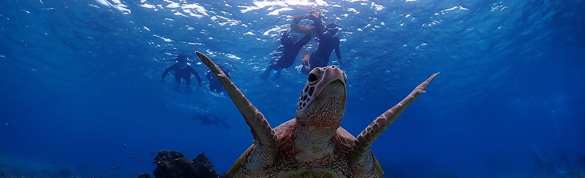 Balloon Fish 宮古島｜宮古島・スキンダイビング