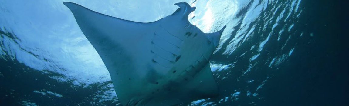 ダイビングサービス 碧海｜宮古島・ダイビング ・スノーケリング