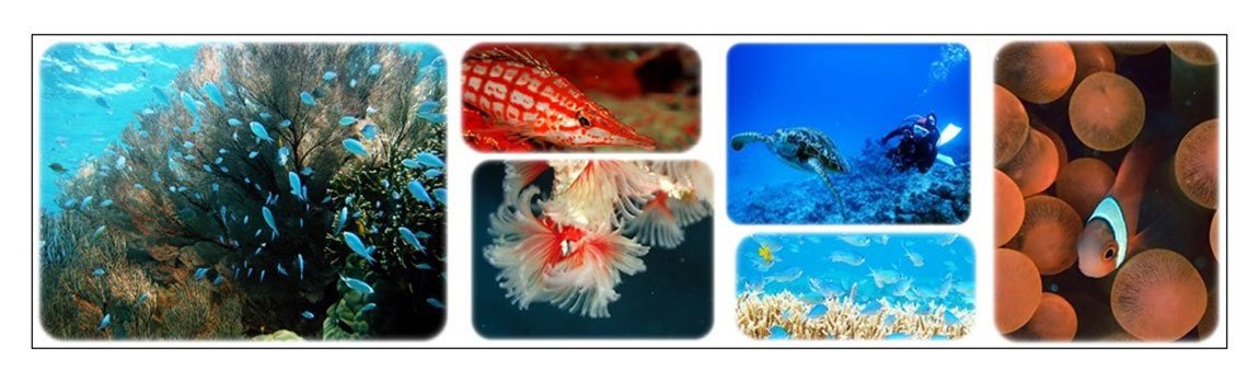 マリンサービス ふしま｜黒島・ダイビング・シュノーケリング