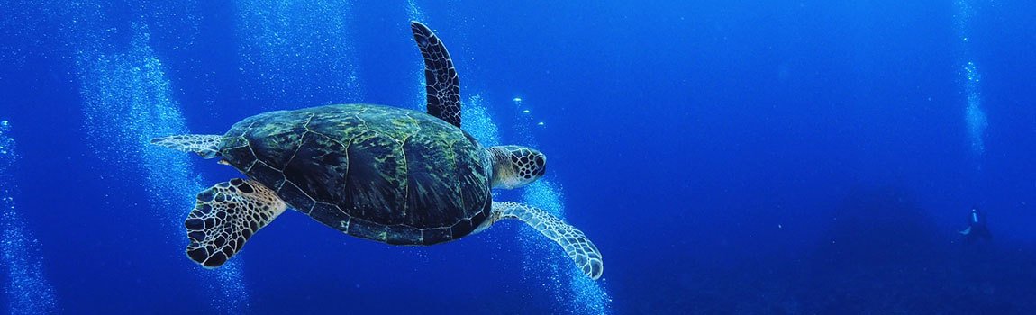 47DIVER’s｜那覇市・ダイビング