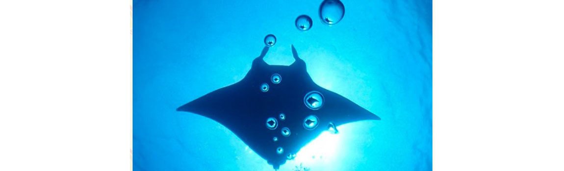 南ぬ島 DIVE SITE｜石垣島・ダイビング