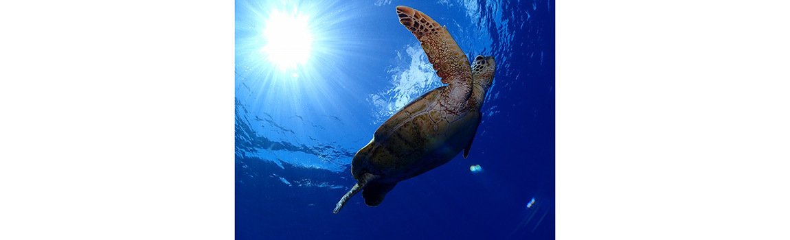 splus｜那覇市・ダイビング