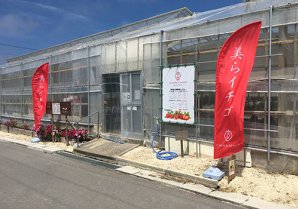 株式会社 美らイチゴ 糸満ハウス｜糸満市・農園・収穫体験
