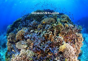 Ocean Studio｜石垣島・ダイビング