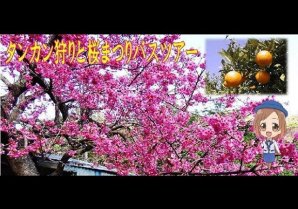 新春！花まつりツアーAプラン【タンカン狩りと桜まつりツアー】