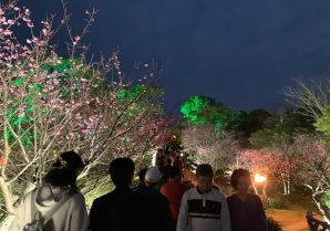 ライトアップされた桜がキレイです♪ pic.twitter.com/P6apGPnnZq  場所:  今帰仁城跡 [Twitter]