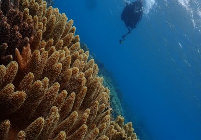サンゴ礁体験ダイビング　8,800円（お一人様税込）